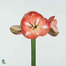 Oriental Mix 19cm ZINK