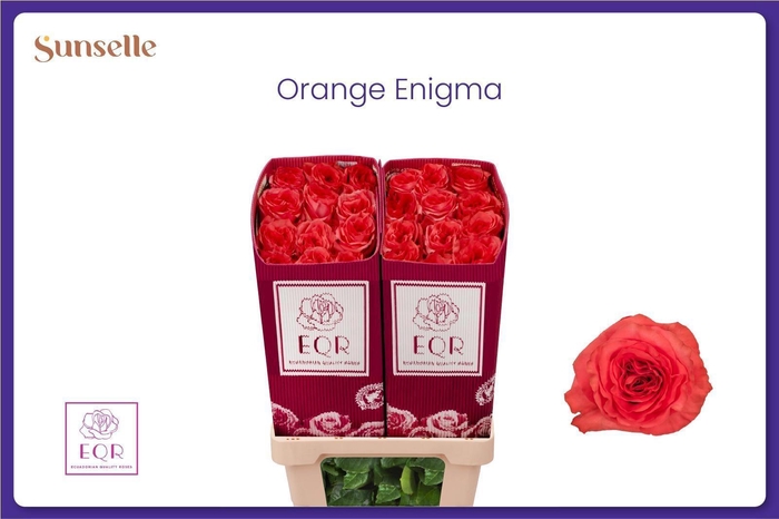 <h4>R GR ORANGE ENIGMA</h4>