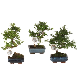 Bonsai Mix in ø15cm Ceramic S-Shape