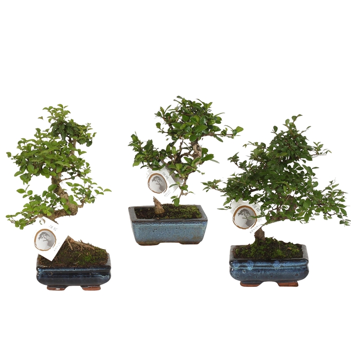<h4>Bonsai Mix in ø15cm Ceramic S-Shape</h4>