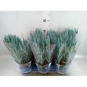 Curio ficoides 'Blues'