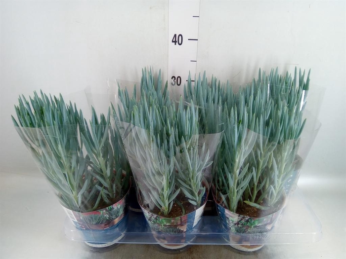 <h4>Curio ficoides 'Blues'</h4>