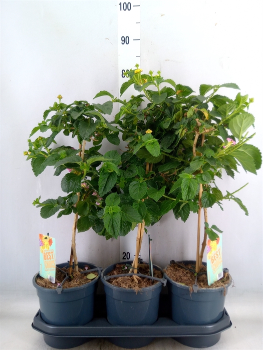 <h4>Lantana camara   ...</h4>