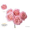 R Tr Parfum Garden Julietta