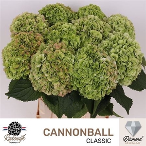 Hydr M Cannonball Cl