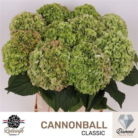 <h4>Hydr M Cannonball Cl</h4>