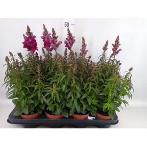 Antirrhinum majus   ...
