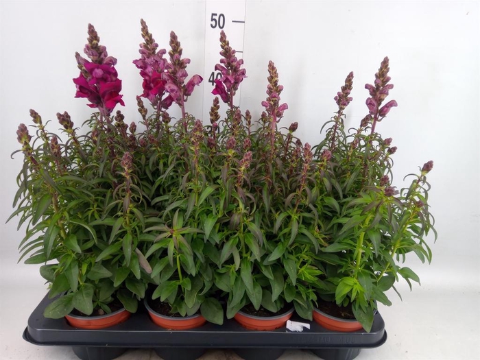 <h4>Antirrhinum majus   ...</h4>