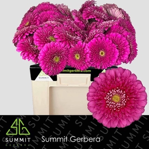 Gerbera Pomponi Magic Ball Water