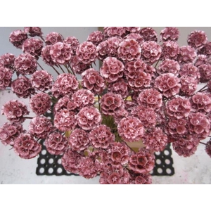 Scabiosa Metallic Rood (gedroo