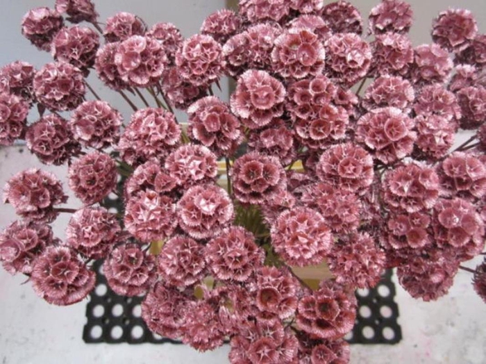 <h4>Scabiosa Metallic Rood (gedroo</h4>