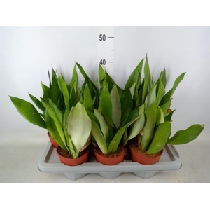 Sansevieria trifa. 'Moonshine'