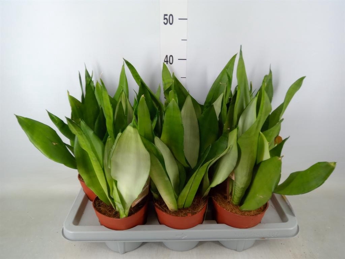 <h4>Sansevieria trifa. 'Moonshine'</h4>