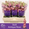 Matthiola incana StoX Antique Rose