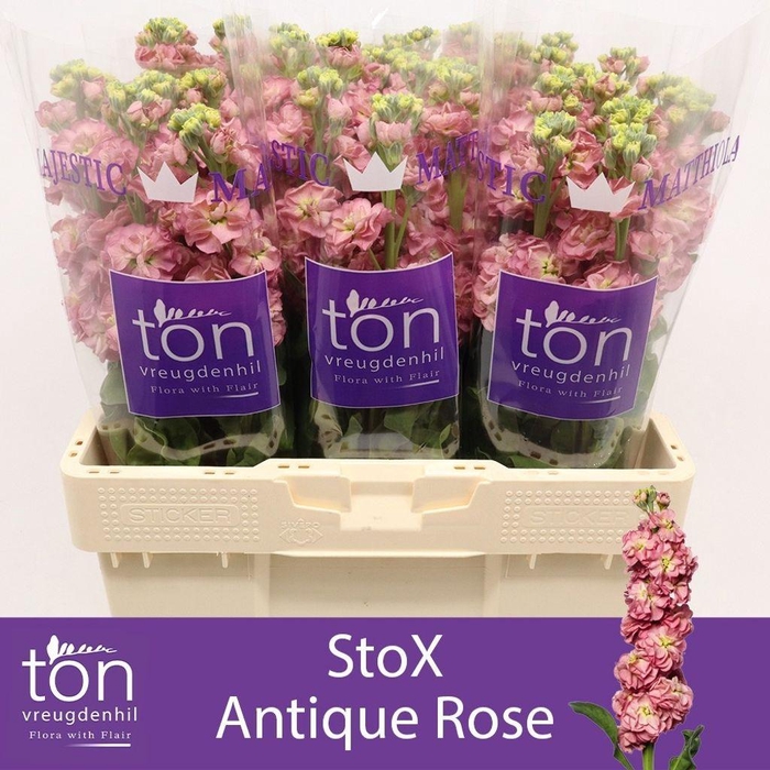 Matthiola incana StoX Antique Rose