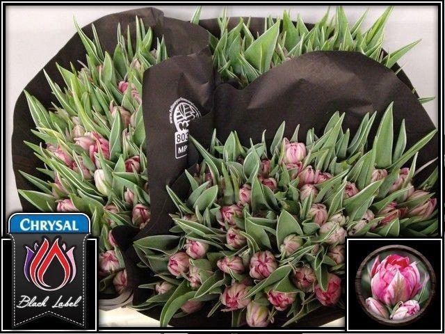 <h4>TU DU FLASH POINT</h4>