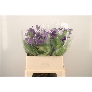 Clematis