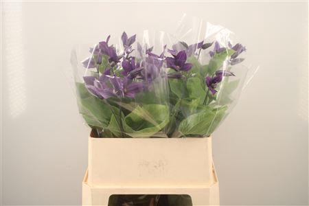 <h4>Clematis</h4>