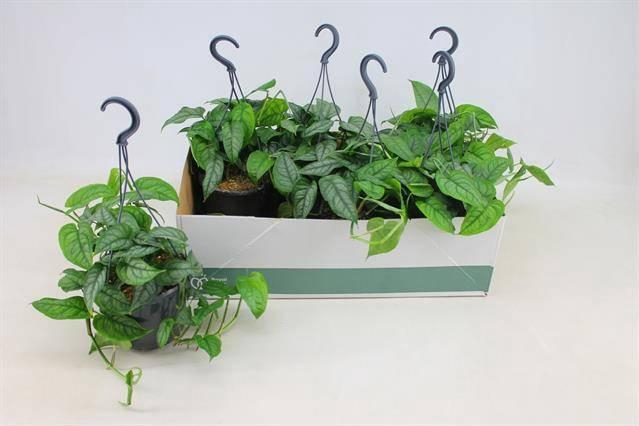 <h4>Monstera Siltepecana</h4>