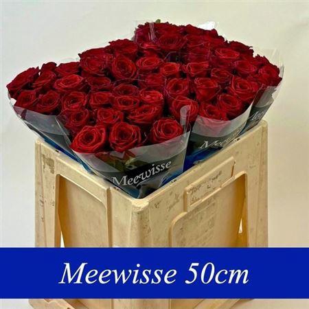 <h4>R Gr Red Naomi!</h4>