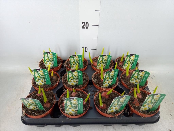 <h4>Tulipa   ...</h4>