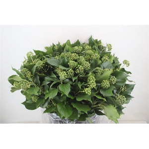 Hedera Berry 400gr P Bunch