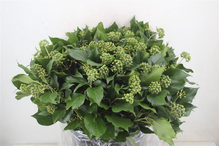<h4>Hedera Berry 400gr P Bunch</h4>