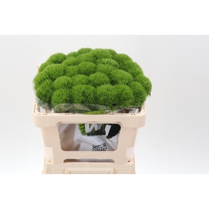 Di Barb Kiwi Mellow 50cm
