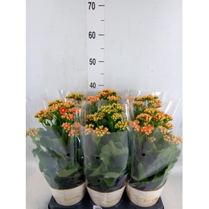 Kalanchoe  'Volcanic Orange'