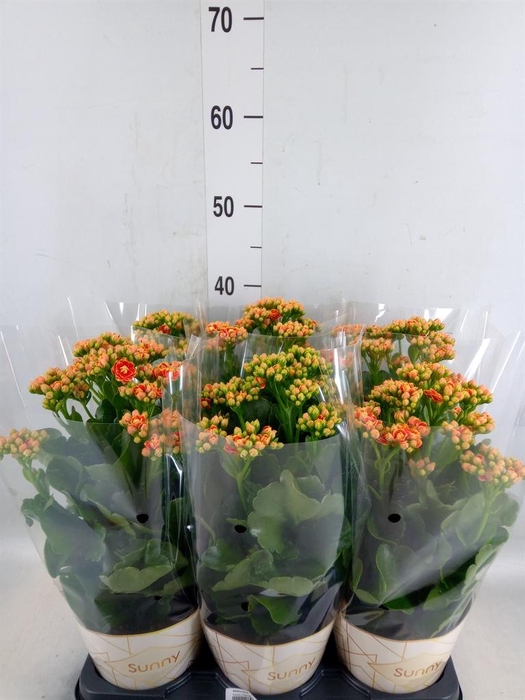<h4>Kalanchoe  'Volcanic Orange'</h4>