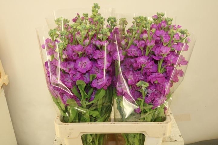 <h4>MATTH IRON ROSE</h4>