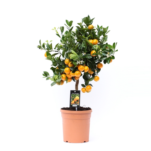 <h4>Citrus Calamondin</h4>