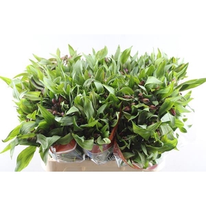 Alstr Hiphop (oranje)