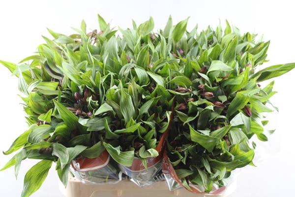 <h4>Alstr Hiphop (oranje)</h4>