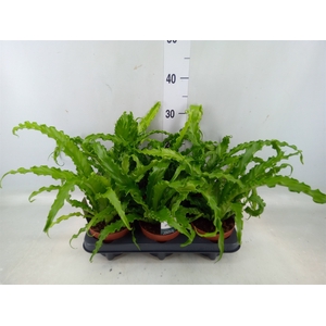 Asplenium antiquum 'Osaka'