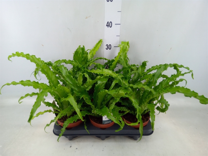 <h4>Asplenium antiquum 'Osaka'</h4>