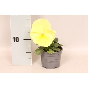 Viola wittrockiana sixpack F1 Lemon