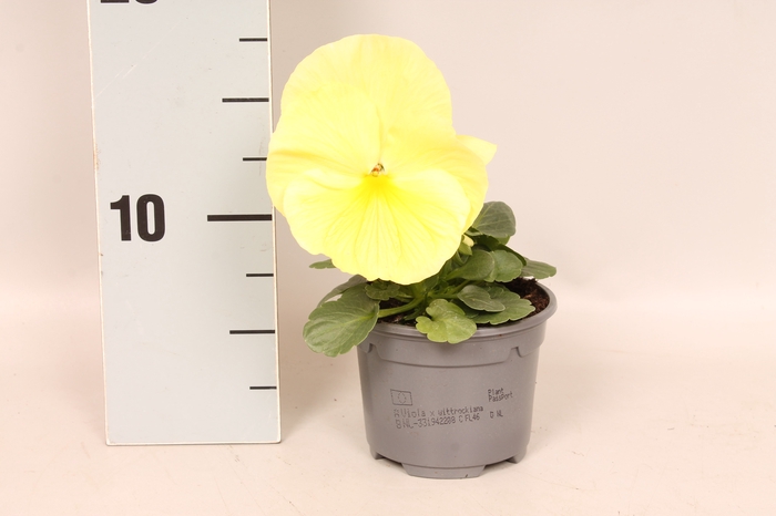 <h4>Viola wittrockiana sixpack F1 Lemon</h4>
