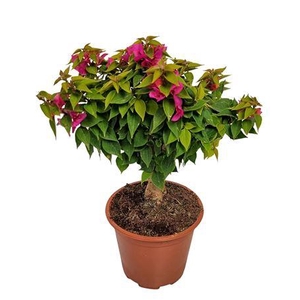 Bougainvillea Thai Trunk