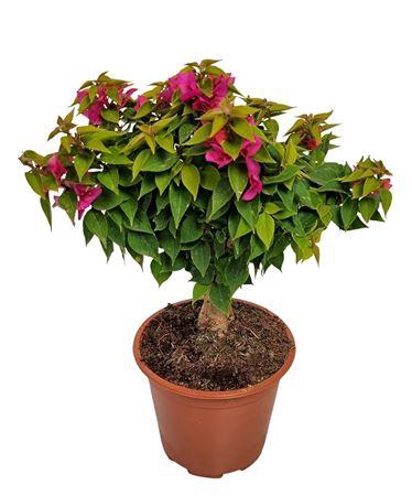 <h4>Bougainvillea Thai Trunk</h4>