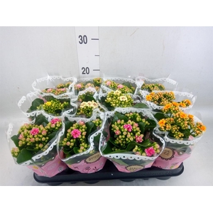 Kalanchoe blos.   ..mix