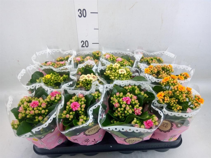 <h4>Kalanchoe blos.   ..mix</h4>
