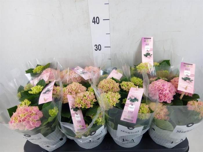 <h4>Hydrangea mac. 'Magical Revolution'</h4>