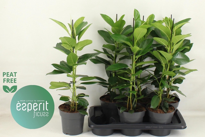 <h4>FIC MI FUJI</h4>