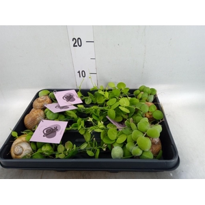 Arr.  Dischidia