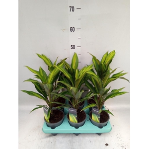 Cordyline fruti. 'Kiwi'