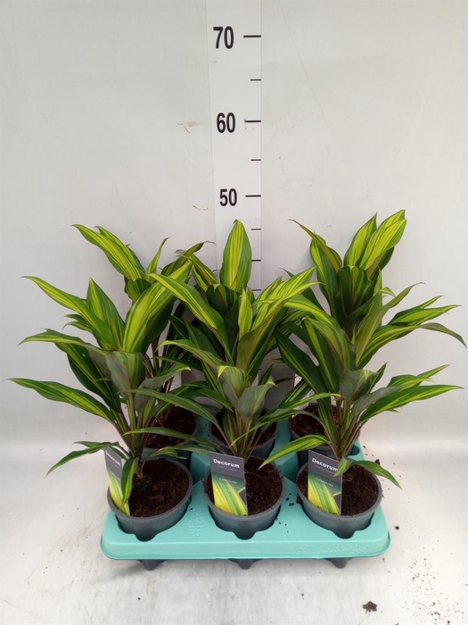 <h4>Cordyline fruti. 'Kiwi'</h4>