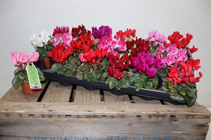 <h4>Cycl Kl Sup Micro</h4>