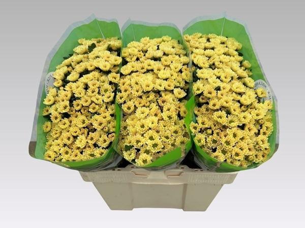 <h4>CHR SAN ROSSI SALMON</h4>