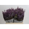 Limonium ov Piuma Sky